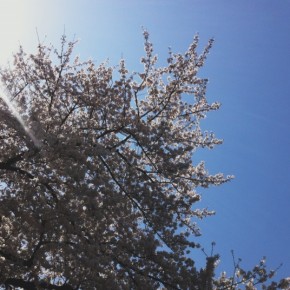 駒沢公園の桜でお花見