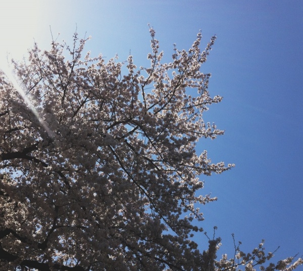 駒沢公園の桜でお花見